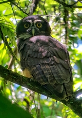 Pulsatrix perspicillata