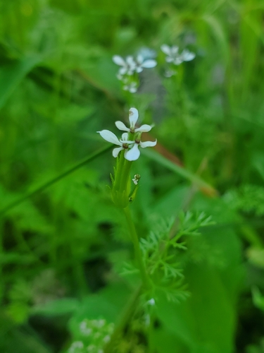 Shepherd's-needle (Scandix pecten)