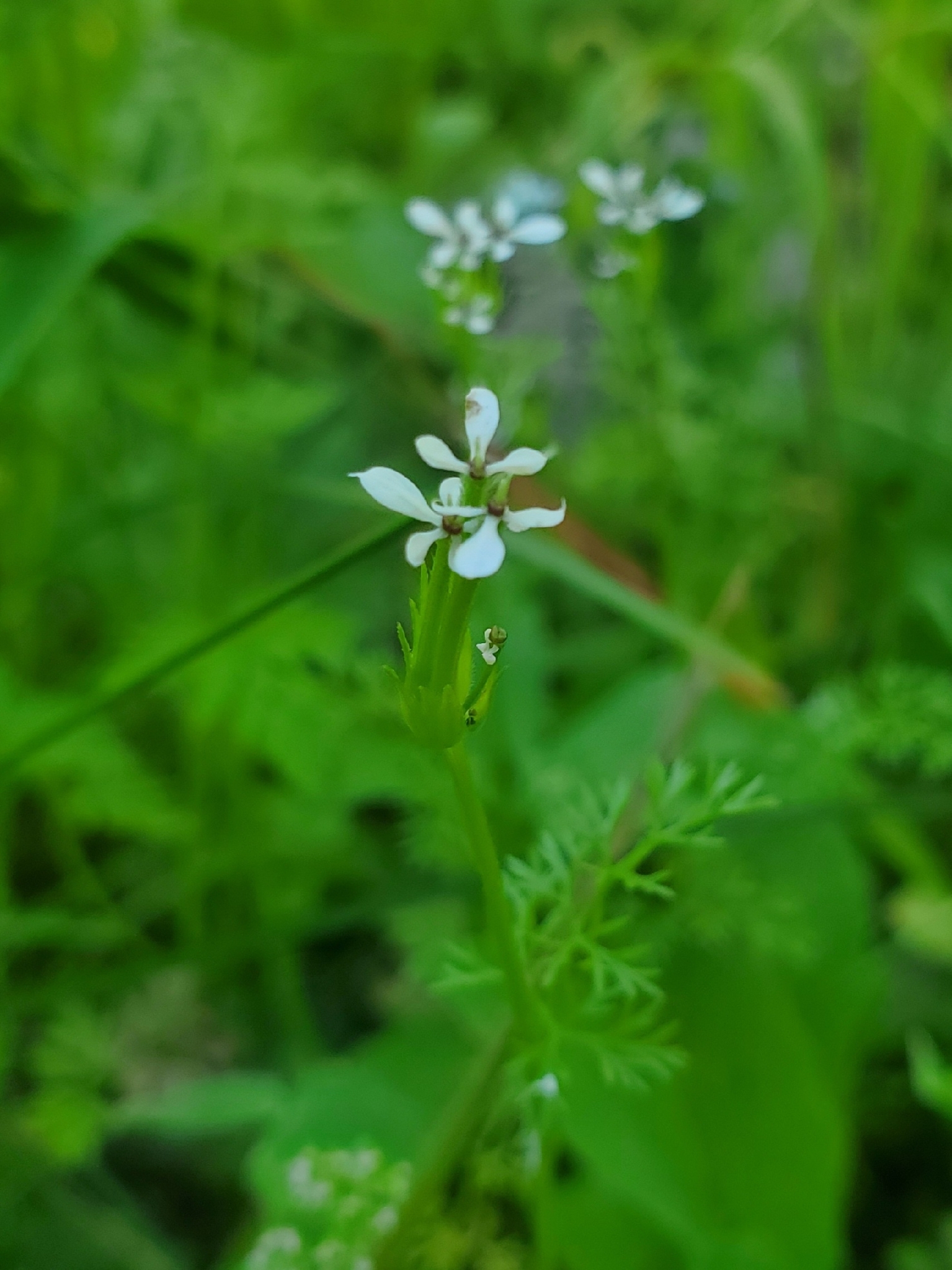 Shepherd's-Needle (Scandix pecten)