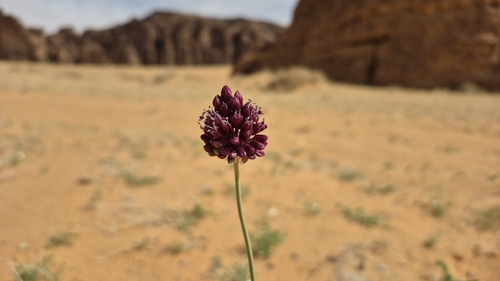 Broadleaf wild leek (Allium atroviolaceum)