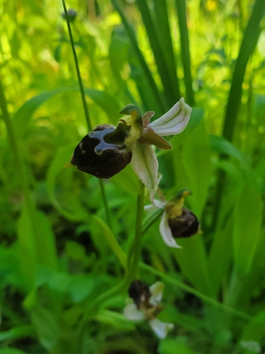Argolian bee orchid (Ophrys argolica)