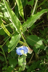 Commelina ensifolia