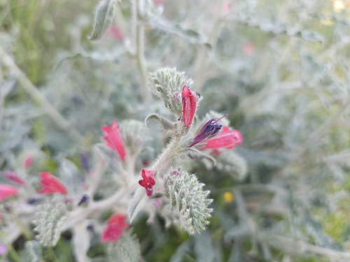 Narrow-leaved Viper's-bugloss (Echium angustifolium)