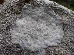 Lecanora rupicola