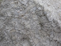 Lecanora rupicola