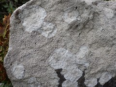 Lecanora rupicola