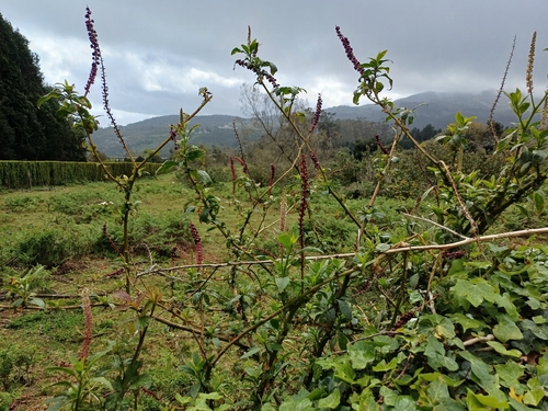 Mexican pokeweed (Phytolacca heterotepala)