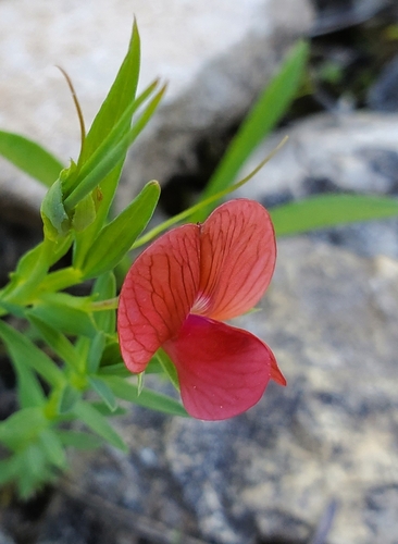Red Vetchling (Lathyrus cicera)