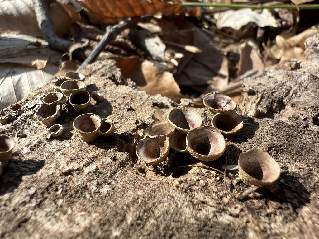 Crucibulum laeve · March 2026 · photo: © kristym (iNaturalist, cc-by)