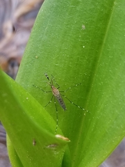 Aedes canadensis