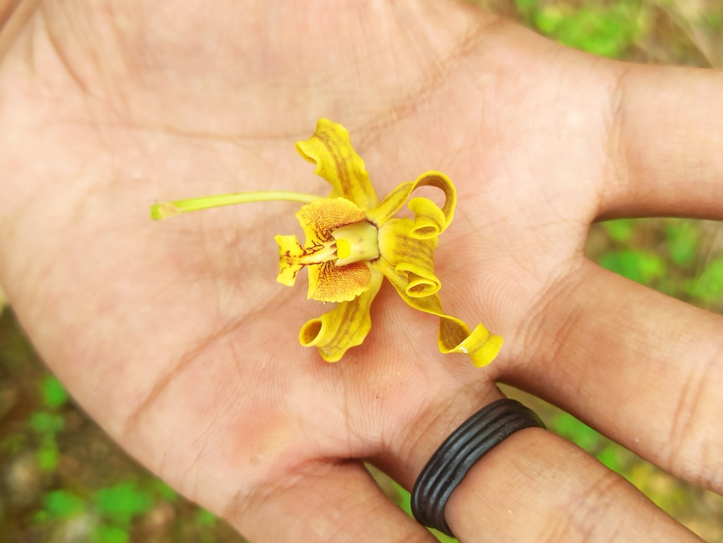 Dendrobium conanthum Schltr.
