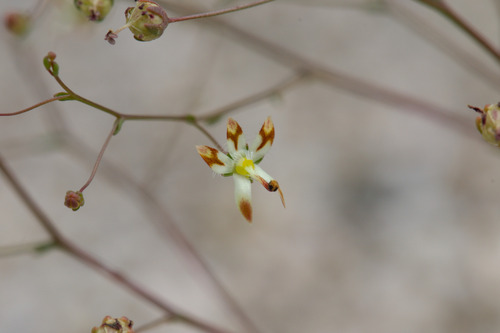 desert threadplant (Nemacladus rubescens)