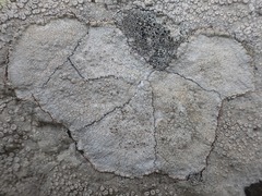 Lecanora rupicola