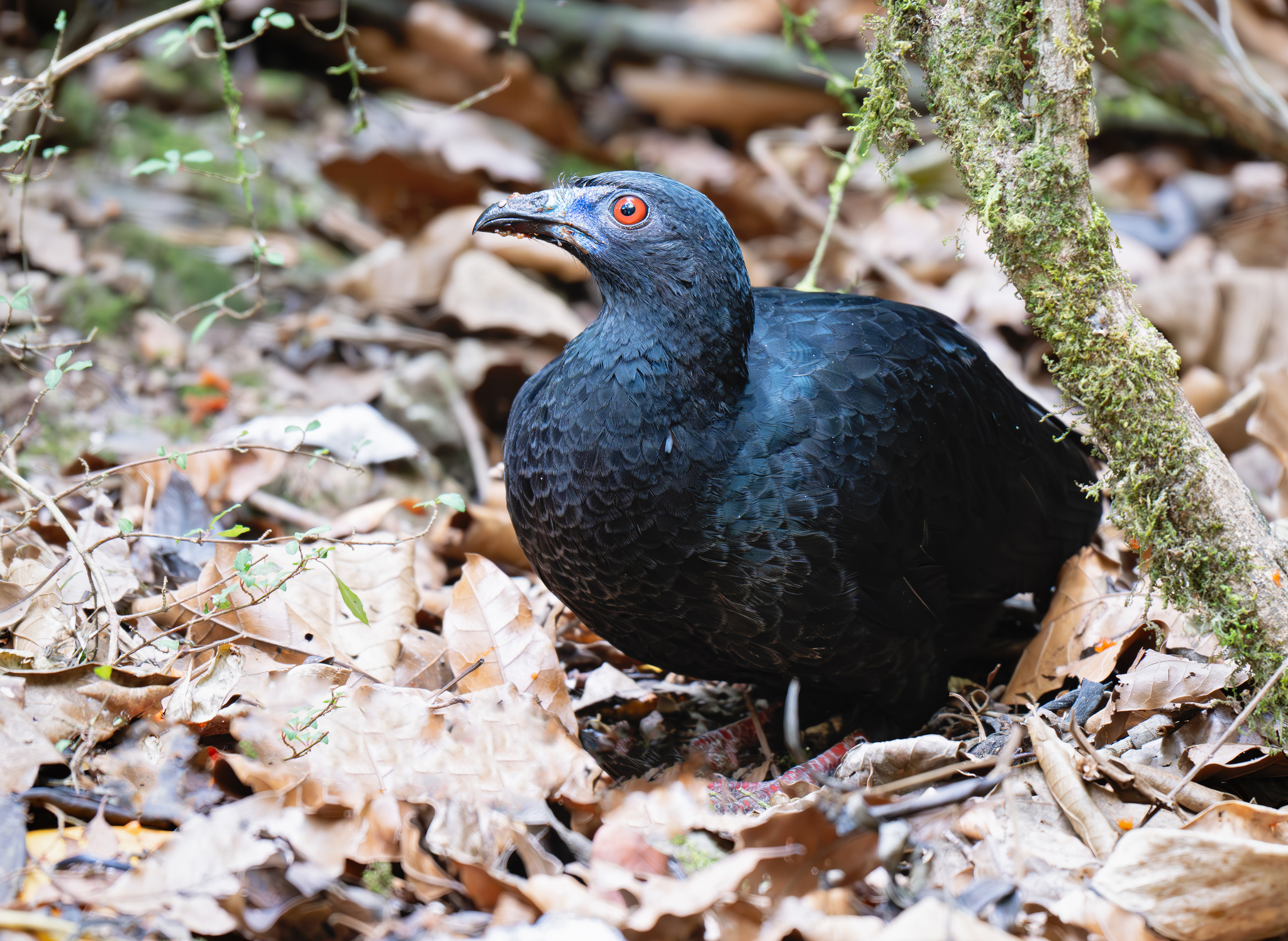 Black Guan (Chamaepetes unicolor), photo 7