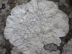 Lecanora rupicola