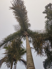 Dypsis madagascariensis