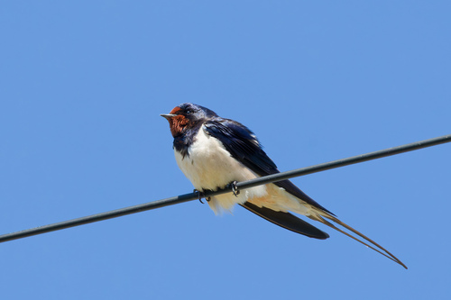 European Barn Swallow