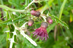 Cirsium suzukii
