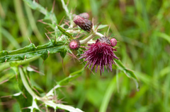 Cirsium suzukii