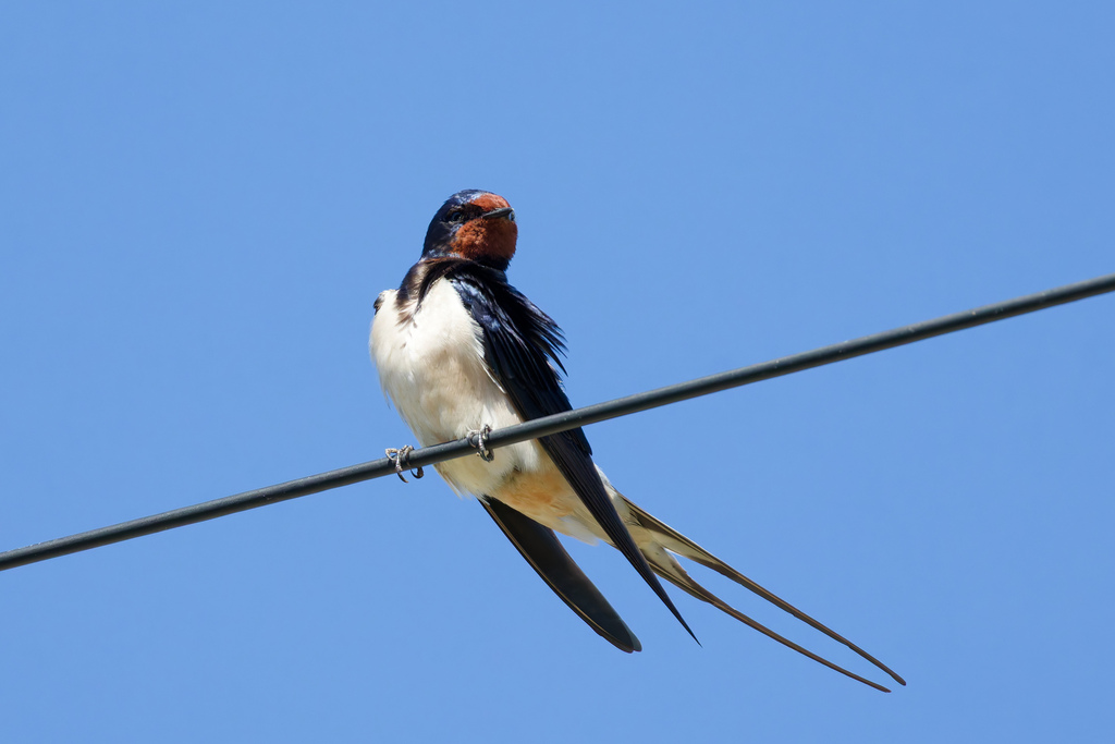 Foto de Barn Swallow