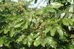 Canarium australianum