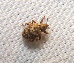 Conotrachelus recessus