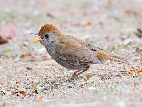 Ruddy-capped Nightingale-Thrush (Catharus frantzii), photo 4