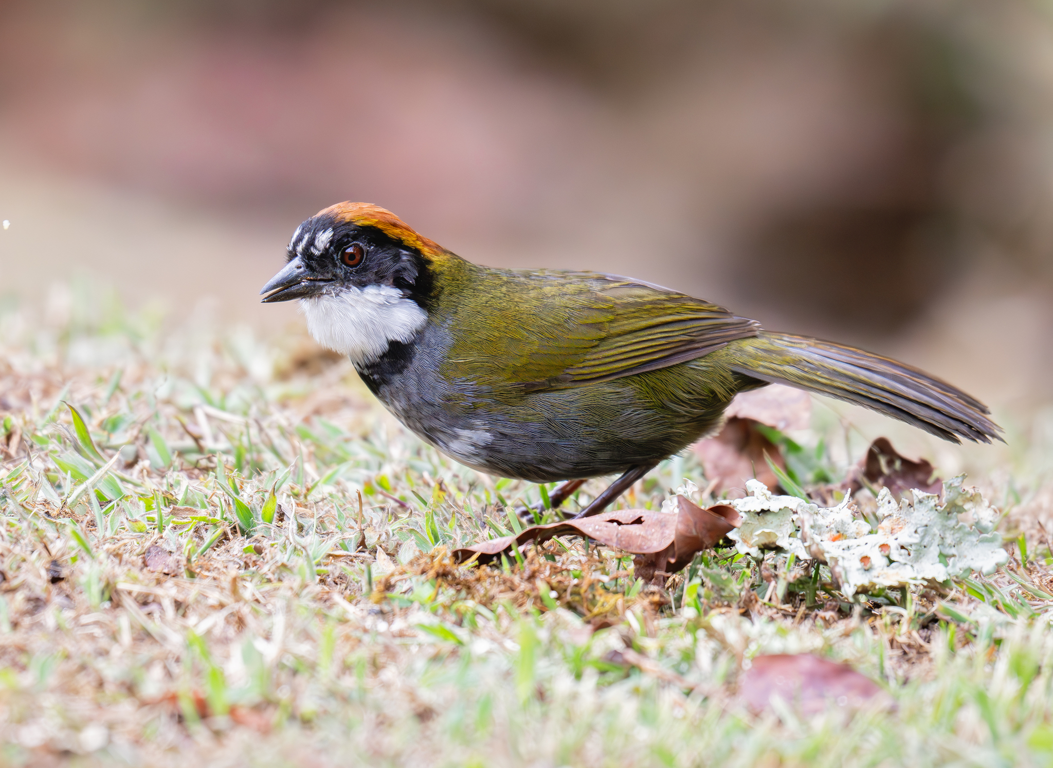 Chestnut-capped Brushfinch (Arremon brunneinucha), photo 5
