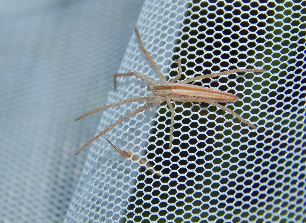 Tibellus armatus