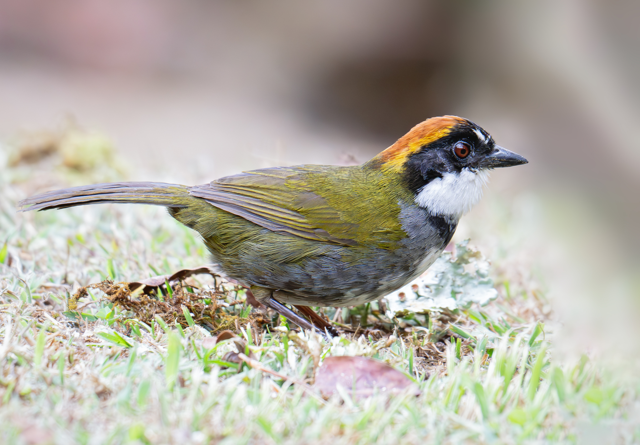 Chestnut-capped Brushfinch (Arremon brunneinucha), photo 6