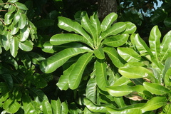 Barringtonia calyptrata