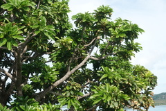 Barringtonia calyptrata