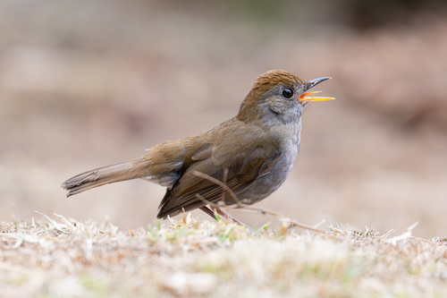Ruddy-capped Nightingale-Thrush (Catharus frantzii), photo 5