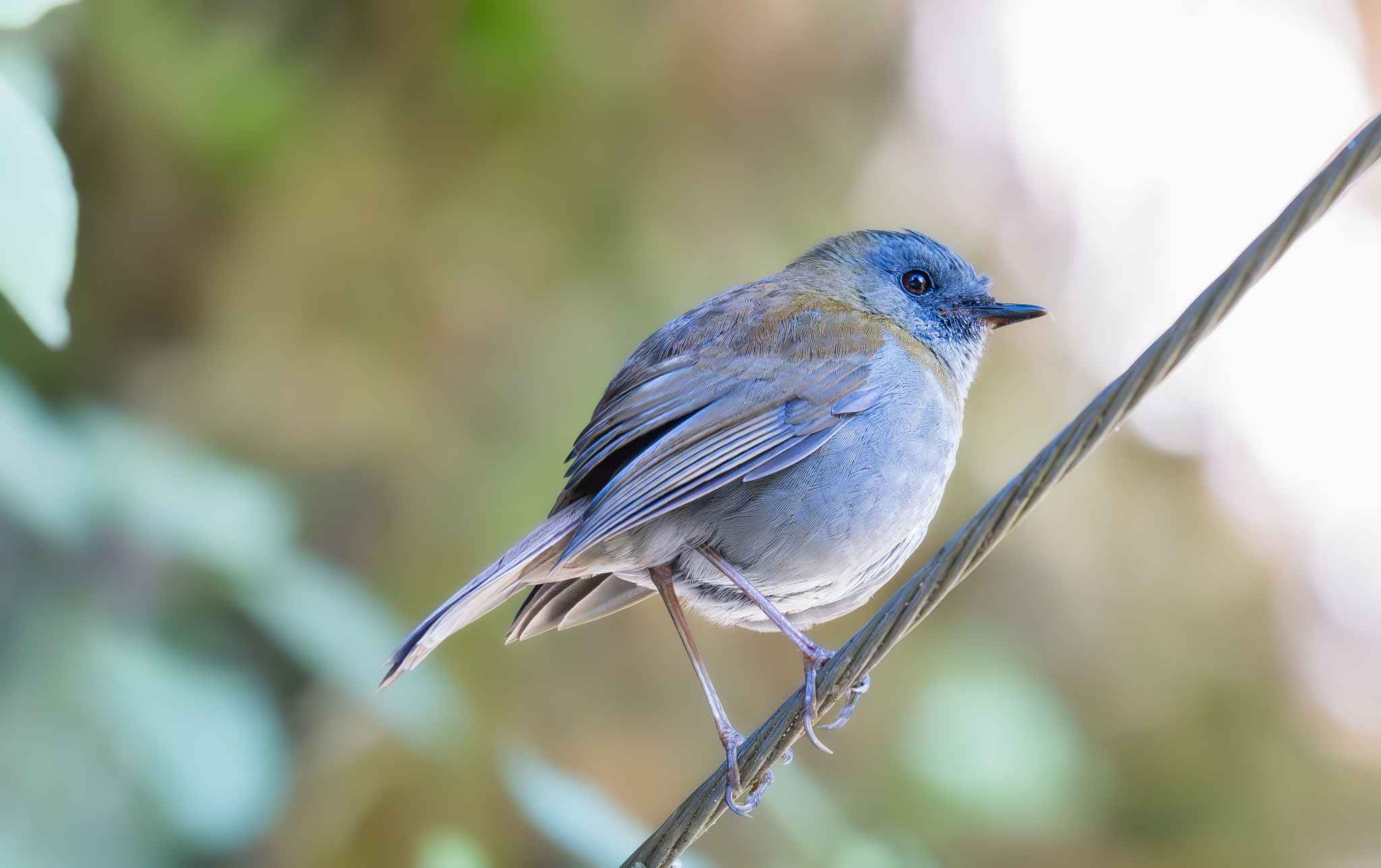 Black-billed Nightingale-Thrush (Catharus gracilirostris), photo 4