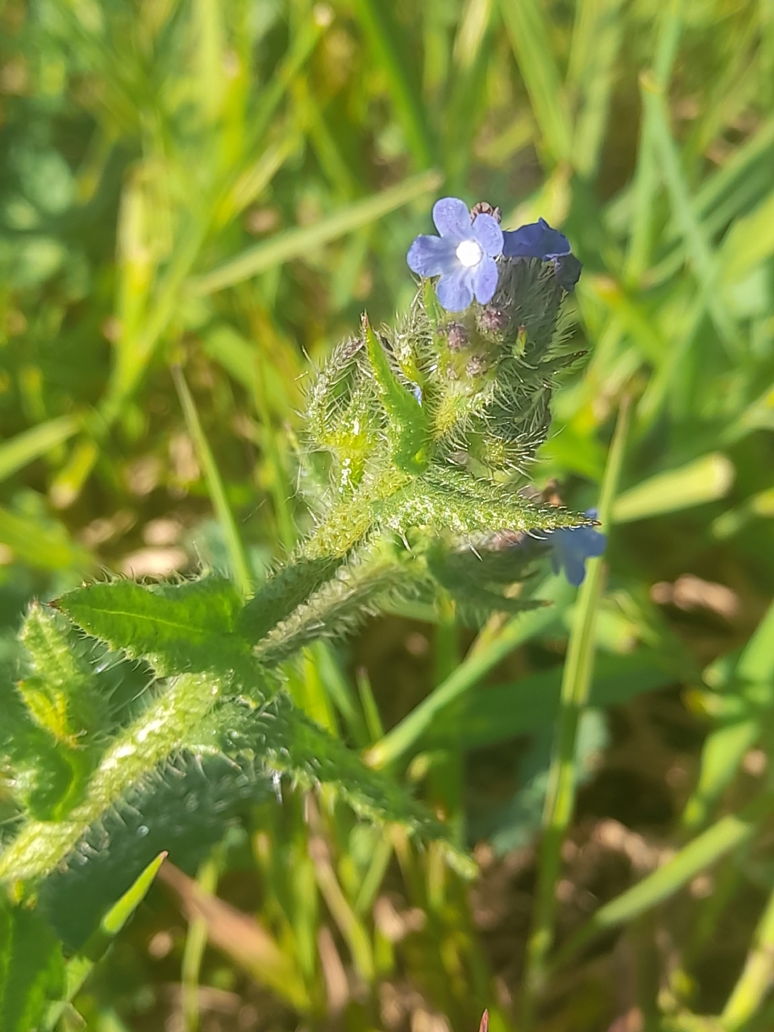 Small Bugloss (Anchusa arvensis)