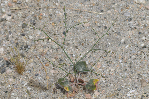 Flatcrown Buckwheat (Eriogonum deflexum)
