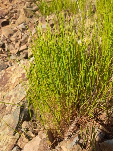 Gravel Fescue (Festuca lachenalii)