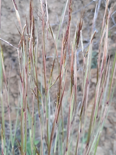 thatching grass (Hyparrhenia hirta)
