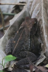 Incilius aucoinae