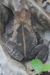 Incilius aucoinae