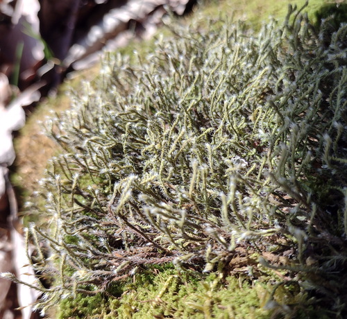 Starry Hoarmoss (Hedwigia stellata)