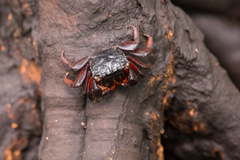 Parasesarma guttatum