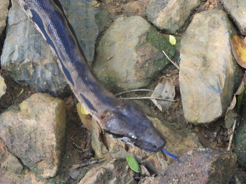 Madagascar Ground Boa