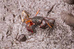 Parasesarma guttatum