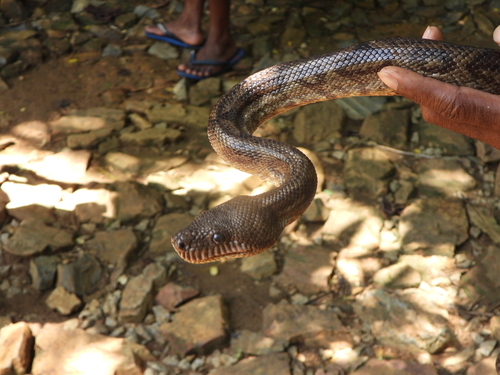 Nosy Komba ground boa