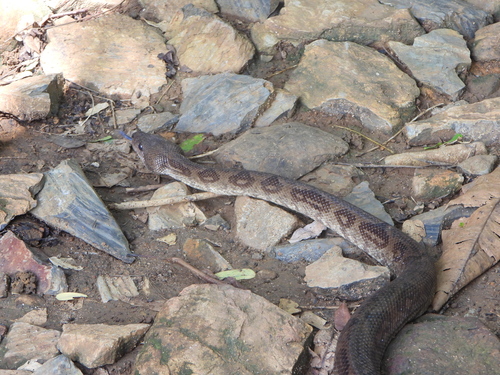 Nosy Komba ground boa