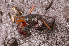 Parasesarma guttatum