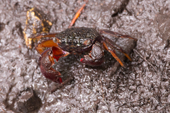 Parasesarma guttatum