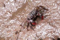 Parasesarma guttatum