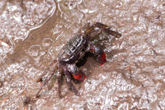 Parasesarma guttatum